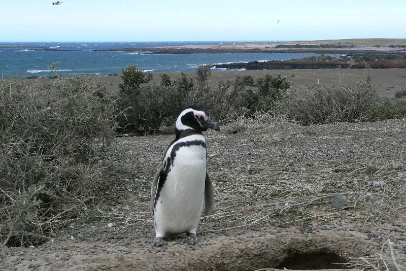 23 Pinguini a Punta Tombo